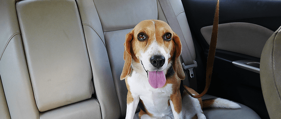 chien malade en voiture